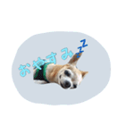 ルビィおじいちゃんのスタンプ（個別スタンプ：7）