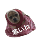パグックスのナル（個別スタンプ：8）