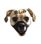 パグックスのナル（個別スタンプ：10）