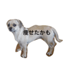 パグックスのナル（個別スタンプ：26）