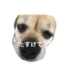 パグックスのナル（個別スタンプ：29）