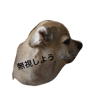 パグックスのナル（個別スタンプ：32）