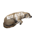 パグックスのナル（個別スタンプ：33）