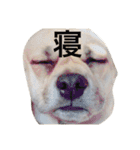 パグックスのナル（個別スタンプ：36）