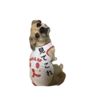 パグックスのナル（個別スタンプ：38）