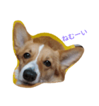 corgi moff（個別スタンプ：1）