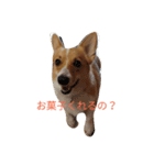 corgi moff（個別スタンプ：2）