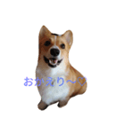 corgi moff（個別スタンプ：3）