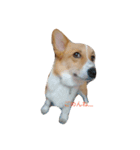 corgi moff（個別スタンプ：4）