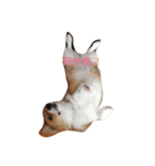 corgi moff（個別スタンプ：5）