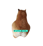 corgi moff（個別スタンプ：6）