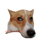 corgi moff（個別スタンプ：7）