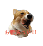 corgi moff（個別スタンプ：8）