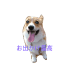 corgi moff（個別スタンプ：9）