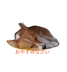 corgi moff（個別スタンプ：10）