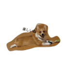 corgi moff（個別スタンプ：11）