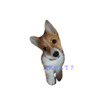 corgi moff（個別スタンプ：12）