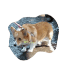 corgi moff（個別スタンプ：13）