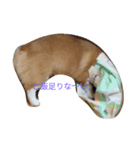corgi moff（個別スタンプ：14）