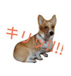 corgi moff（個別スタンプ：15）