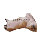 corgi moff（個別スタンプ：16）