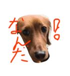 ダックス ラテ（個別スタンプ：2）