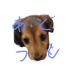 ダックス ラテ（個別スタンプ：3）