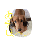 ダックス ラテ（個別スタンプ：4）