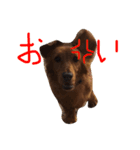 ダックス ラテ（個別スタンプ：5）