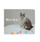 こてつくんのスタンプ（個別スタンプ：5）