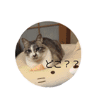 こてつくんのスタンプ（個別スタンプ：10）