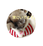 こてつくんのスタンプ（個別スタンプ：11）