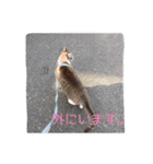 こてつくんのスタンプ（個別スタンプ：12）