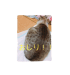 こてつくんのスタンプ（個別スタンプ：15）