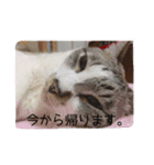 こてつくんのスタンプ（個別スタンプ：16）