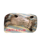 にゃんこたんず（個別スタンプ：4）