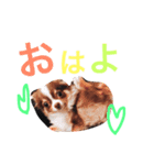 だいてんしここたん（個別スタンプ：1）