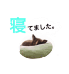 だいてんしここたん（個別スタンプ：4）