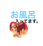だいてんしここたん（個別スタンプ：5）