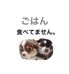 だいてんしここたん（個別スタンプ：13）