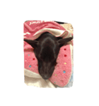 black nunu（個別スタンプ：7）