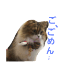 coco.cyan（個別スタンプ：5）