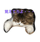 coco.cyan（個別スタンプ：8）