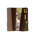 coco.cyan（個別スタンプ：11）