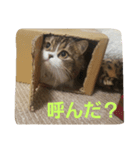 coco.cyan（個別スタンプ：14）