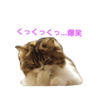 coco.cyan（個別スタンプ：15）