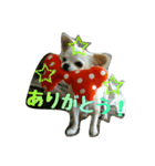 チワワのみるちゃん（個別スタンプ：1）