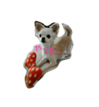 チワワのみるちゃん（個別スタンプ：5）