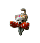 チワワのみるちゃん（個別スタンプ：8）