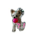 チワワのみるちゃん（個別スタンプ：9）
